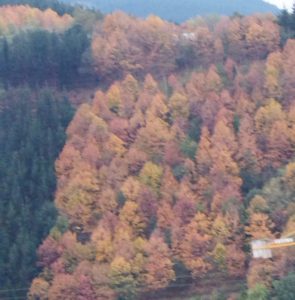 sasoibide+: Gatz Bidea (15:00) @ Bus geltokia, erdigunea