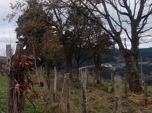 sasoibide+: Kurtzetxiki @ Biteri