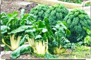 sasoibide+: Kurtzetxiki @ Biteri