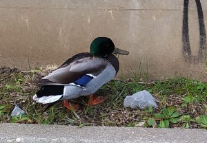 sasoibide+: Bus; Bainuetxe, Urkuluko bira, Bedoña @ Bus geltokia, erdigunea