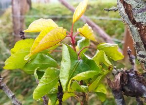 sasoibide+: Bus; Bainuetxe, Urkuluko bira, Bedoña @ Bus geltokia, erdigunea
