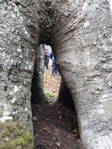 sasoibide+: Bus; Bainuetxe, Urkuluko bira, Bedoña @ Bus geltokia, erdigunea