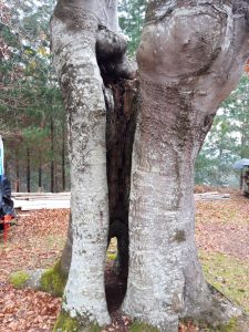 sasoibide+: Bus; Bainuetxe, Urkuluko bira, Bedoña @ Bus geltokia, erdigunea