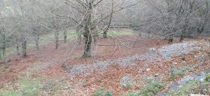 sasoibide+: Bus; Bainuetxe, Urkuluko bira, Bedoña @ Bus geltokia, erdigunea