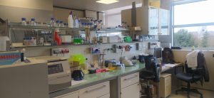 sasoibide+: Bus; Bainuetxe, Urkuluko bira, Bedoña @ Bus geltokia, erdigunea