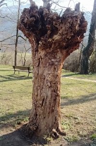 sasoibide+: Bus; Bainuetxe, Urkuluko bira, Bedoña @ Bus geltokia, erdigunea