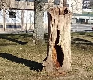 sasoibide+: Bus; Bainuetxe, Urkuluko bira, Bedoña @ Bus geltokia, erdigunea