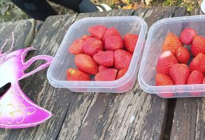 sasoibide+: Antoniña, Saburdi, Monterron @ Biteri