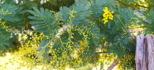 sasoibide+: Zabolain (Garagartza), bus @ Bus geltokian, erdigunea